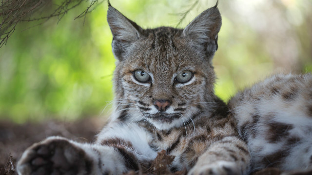 Small cat blue eyes grass free wallpaper - medium preview image