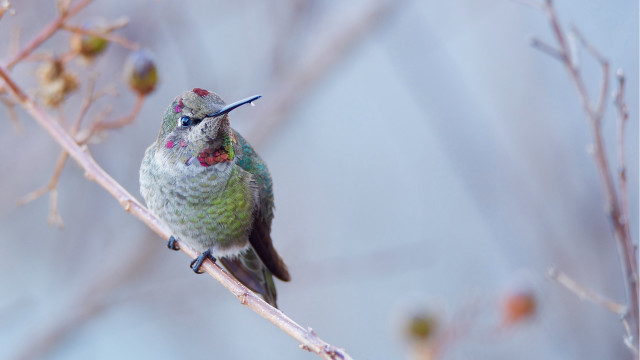 Hummingbird branch blurry background winter free wallpaper - medium preview image