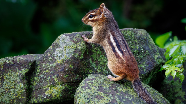 Chipmunk rock curious nature forest free wallpaper - medium preview image