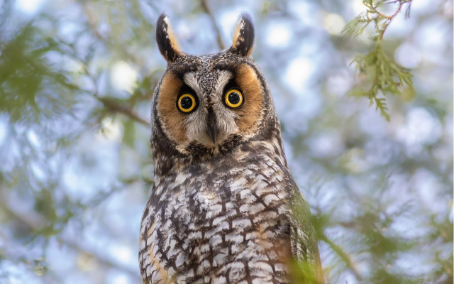 Owl branch sky leaves bokeh free wallpaper - medium preview image