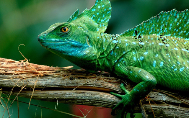 Green lizard branch grass outdoors free wallpaper - medium preview image