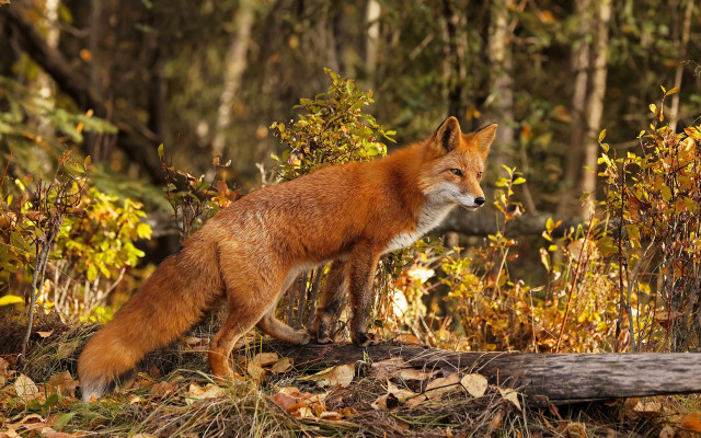 Fox forest autumn leaves blurry free wallpaper - medium preview image
