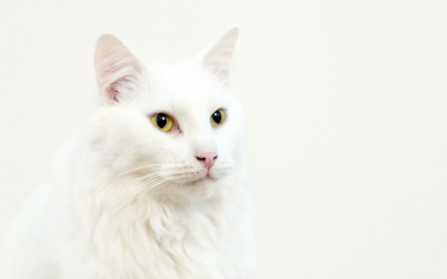 White cat green eyes rococo #2 free wallpaper - medium preview image