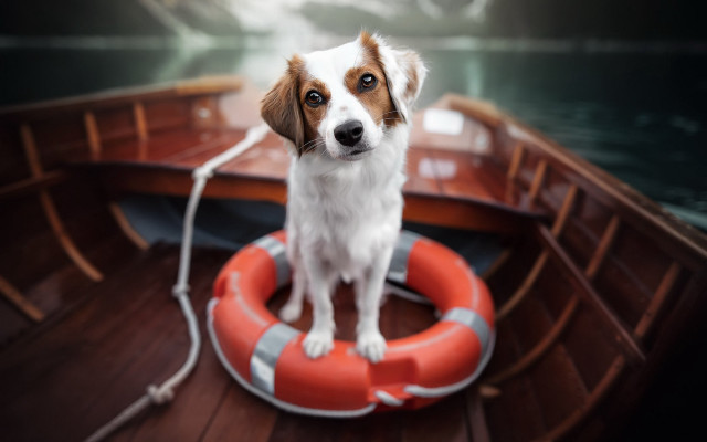 Dog preserver boat shiba inu free wallpaper - medium preview image