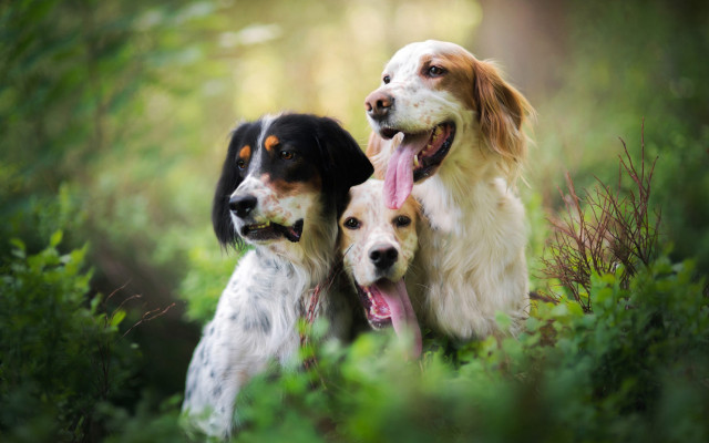 Three dogs forest tongues out free wallpaper - medium preview image