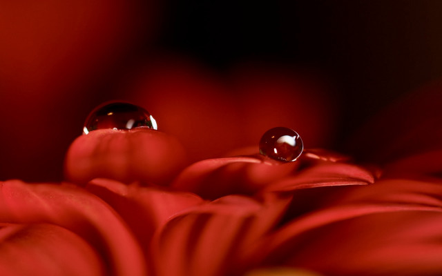 Flower water drops macro blurry #2 free wallpaper - medium preview image