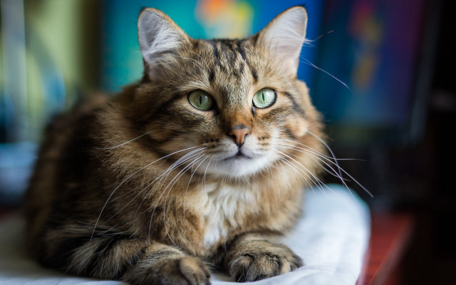Sad cat table felix darley free wallpaper - medium preview image