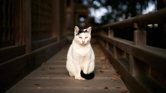 White black cat wooden walkway free wallpaper - medium preview image