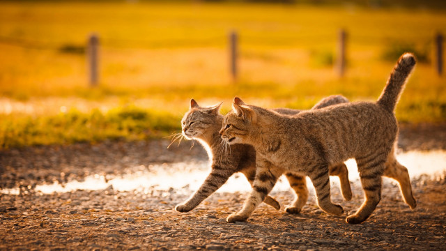 Cats field fence autumn blurry free wallpaper - medium preview image
