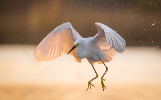 White bird arabesque full moon free wallpaper - medium preview image