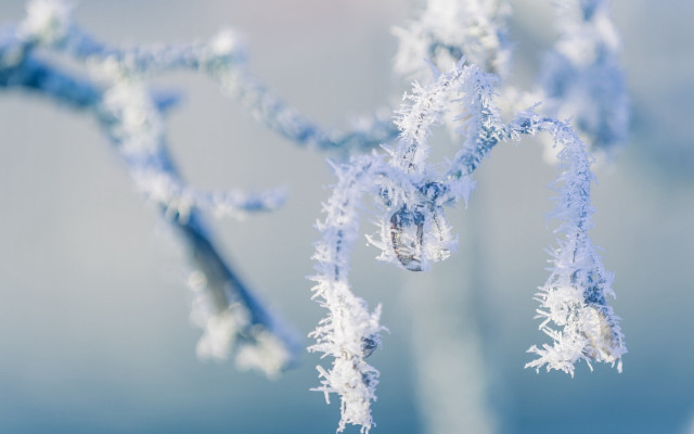 Snowy plant macro blue sky free wallpaper - medium preview image