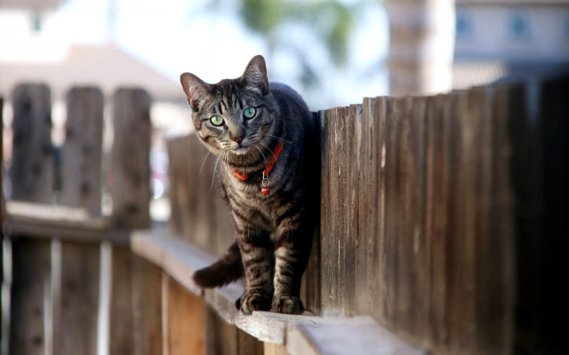 Serious cat on fence carlos free wallpaper - medium preview image