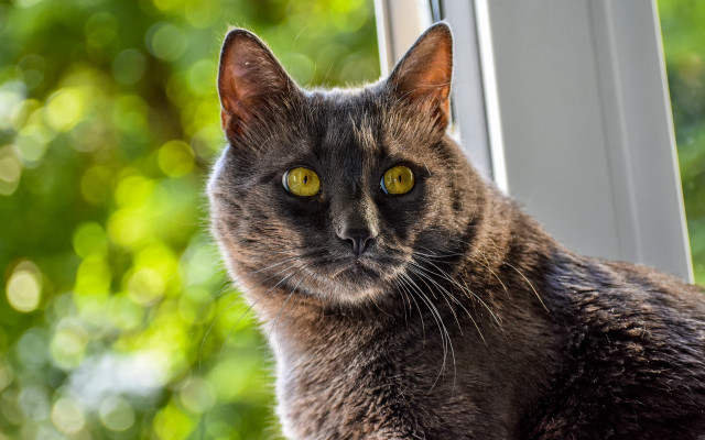 Cat window green trees blurry free wallpaper - medium preview image