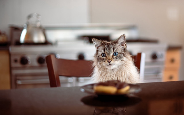 White cat sitting table food free wallpaper - medium preview image