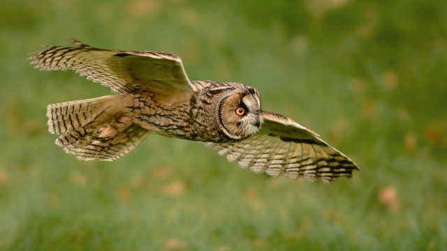 Bird flying wings open photorealistic free wallpaper - medium preview image