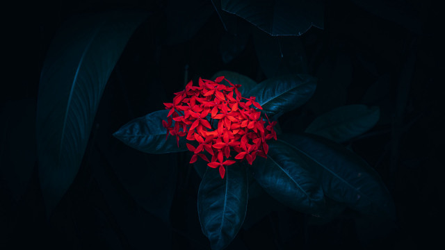 Red flower green leaves night free wallpaper - medium preview image