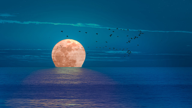 Full moon ocean birds blue free wallpaper - medium preview image