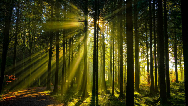 Sunbeam forest path light rays free wallpaper - medium preview image