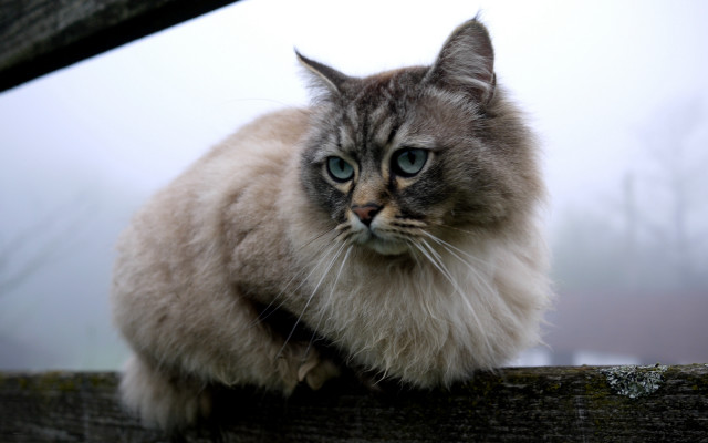 Blue eyed cat fence post free wallpaper - medium preview image
