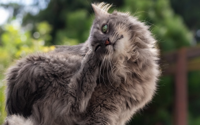 Long haired cat looking up free wallpaper - medium preview image