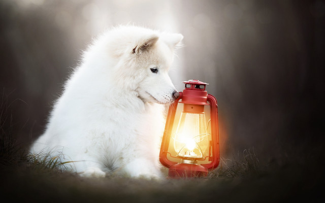White dog red lantern grass free wallpaper - medium preview image