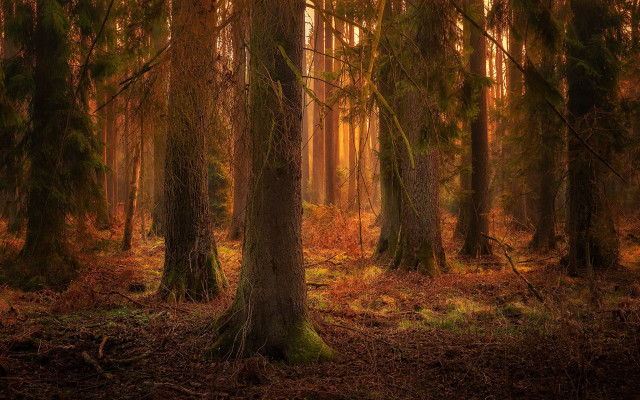 Forest autumn leaves bushes path free wallpaper - medium preview image