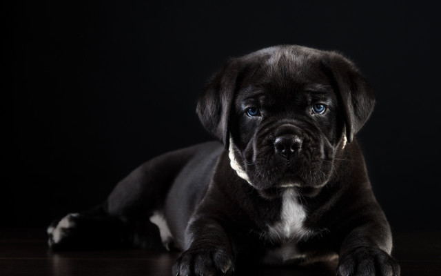 Black dog wooden floor white free wallpaper - medium preview image