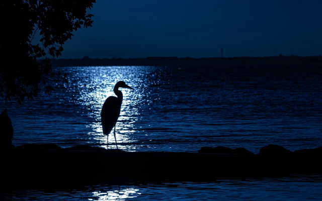 Bird water night moon tree free wallpaper - medium preview image