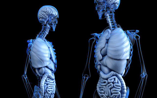 Human skeleton brain neoplasticism anatomical free wallpaper - medium preview image