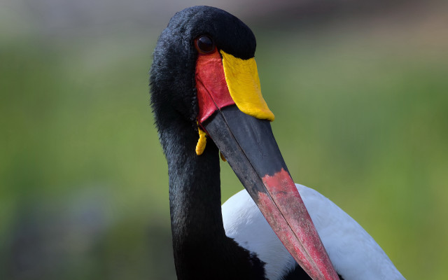 Bird yellow beak black head free wallpaper - medium preview image