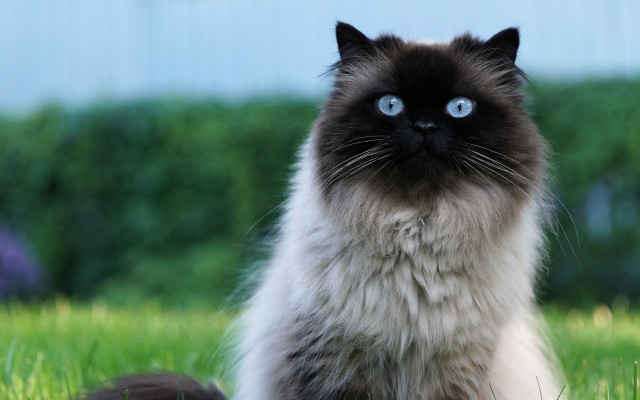 Blue eyes cat in grass free wallpaper - medium preview image