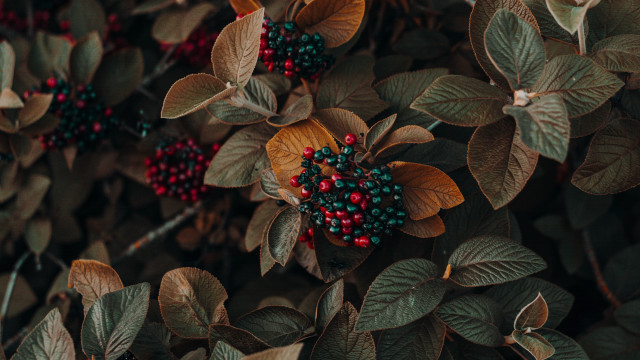 Bush berries leaves blurry butterfly free wallpaper - medium preview image