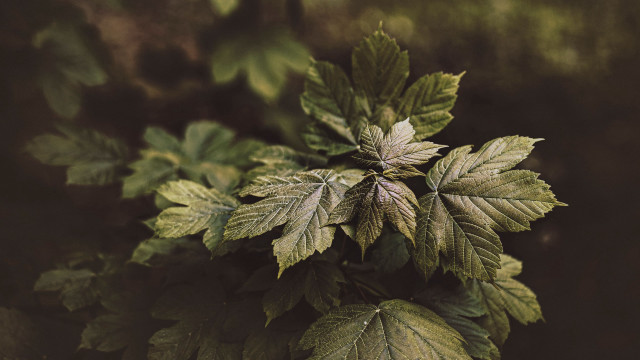 Green leafy plant foliage nature free wallpaper - medium preview image