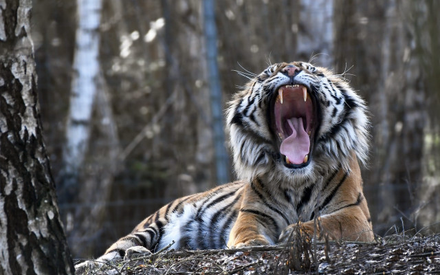 Tiger yawning woods mouthexpanded wildlife free wallpaper - medium preview image