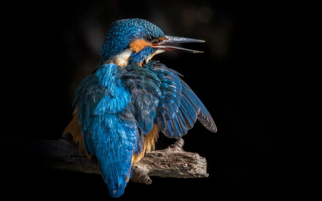 Blue yellow bird branch wings free wallpaper - medium preview image