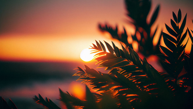 Sunset tree water orange sky free wallpaper - medium preview image