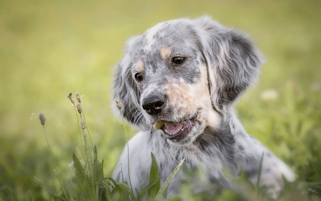Dog grass ball tongue open free wallpaper - medium preview image