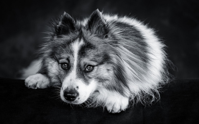 Dog black background white border free wallpaper - medium preview image