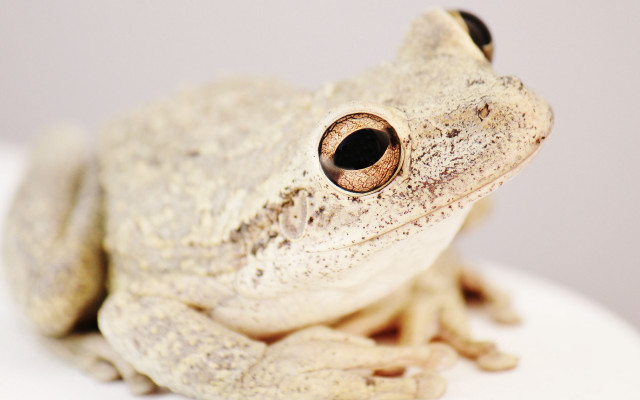 White frog black eye macro free wallpaper - medium preview image