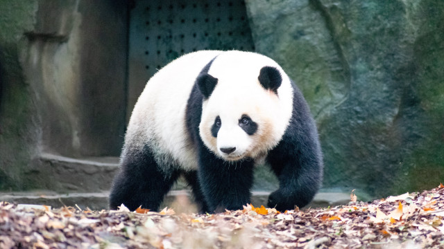 Panda zoo leaves rocks tilt free wallpaper - medium preview image
