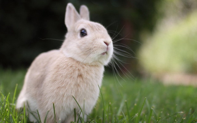 White rabbit in grass looking free wallpaper - medium preview image