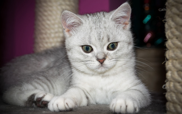 White kitten carpet rope christmas free wallpaper - medium preview image