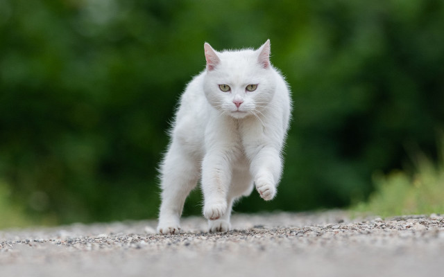 White cat running gravel road free wallpaper - medium preview image