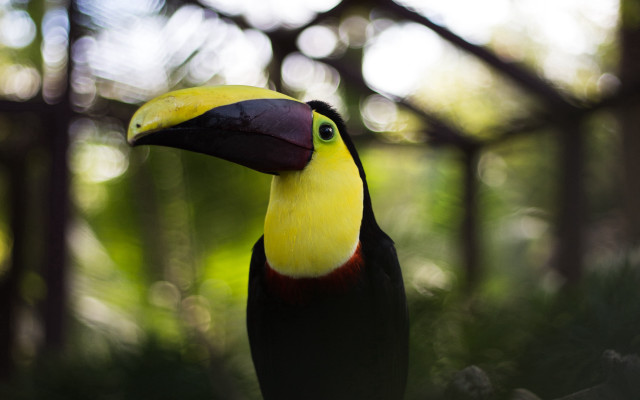 Colorful bird yellow beak black #2 free wallpaper - medium preview image