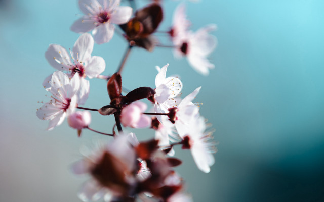 Flower butterfly cherry blossoms shallow free wallpaper - medium preview image
