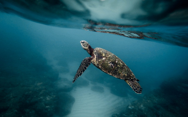 Turtle ocean bubbles underwater fish free wallpaper - medium preview image