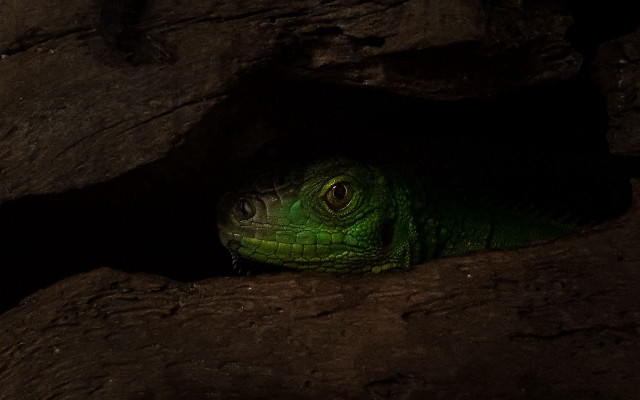 Green lizard cave macro animal free wallpaper - medium preview image