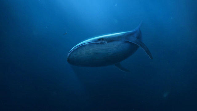 Whale light shining ocean fish free wallpaper - medium preview image