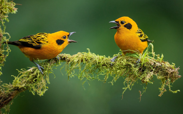 Two yellow birds open beaks free wallpaper - medium preview image