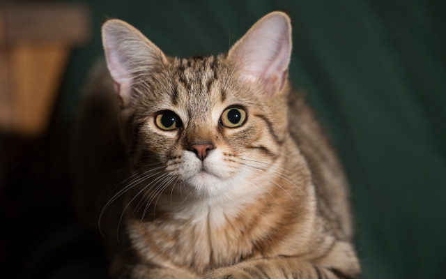 Sad cat on table felix free wallpaper - medium preview image